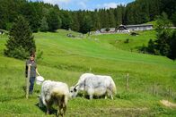 Heimatleuchten – Sabine Ammering mit ihren Yaks, im Hintergurnd die Hochsteinalm während ServusTV’s „Heimatleuchten Hin über d‘ Alm - Zwischen Traunsee und Almtal mit Christina Ömmer“ Hochsteinalm, Traunkirchen, Oberösterreich, Österreich am 28.Juni 2024.