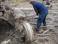 Holzfäller extrem – Di, 27.02., 04:45 Uhr