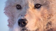 Terra X: Ein perfekter Planet – Nur wenige Tiere können in der eisigen Polarnacht überdauern und monatelang ohne Sonnenlicht auskommen. Die arktischen Wölfe gehören zu diesen Überlebenskünstlern.