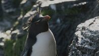 Wildes Überleben – Felsenpinguine müssen klettern, um zu ihren Nestern zu gelangen.