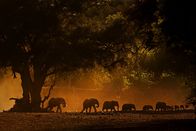 Afrikas kleine Riesen – Gruppe von Elefanten bei Sonnenaufgang
