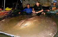 Zeb Hogans Monsterfische – Zeb Hogan with the recaptured giant freshwater stingray.