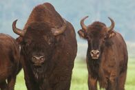 Wildnis Europa – Wisente sind enge Verwandte des amerikanischen Bisons und die letzte wildlebende Rinderart auf dem europäischen Kontinent. Langsam erobert sich der König der Wälder seinen Lebensraum zurück.