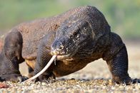 GEO Reportage – Ältere Komodowarane jagen kaum. Meist fressen sie Beutetiere, die von allein gestorben sind oder von jüngeren, deutlich wendigeren Waranen gerissen wurden