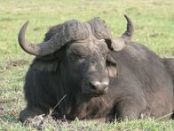 Planet Wissen – Wasserbüffel, buffalo, water buffalo,