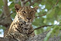Afrikas Jäger – Afrika - Leopard im Baum auf der Suche.