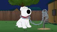 Family Guy – Brian hat eine Frau aufgerissen und hat wilden Sex mit ihr. Die hat allerdings einen ziemlich aggressiven Ehemann und plötzlich findet sich Brian in einer überaus seltsamen Situation wieder ...