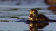 Die wunderbare Welt der Enten – Rotkopfente, Kücken