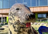 Elstners Reisen – Kegelrobbe in Seehundstation Friedrichskoog. Hier werden jedes Jahr über Hundert Seehunde und Kegelrobben aufgezogen.
