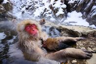 Helden der Evolution – Japanmakak.