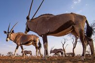 Abenteuer Namibia – Oryxantilopen gehören zu den Spezialisten Namibias. Sie haben sich an Wassermangel und Hitze angepasst.