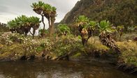 Mythos Nil – Vegetation in den Bergen des Ruwenzori-Nationalparks.