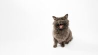 Der Katzenflüsterer – Do, 13.08., 06:00 Uhr