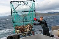 Zu Tisch ... – Zu Tisch in... Finnmark Staffel 1 Folge 21 Adrian fischt die beliebten Königskrabben Copyright: SRF/ZDF/ARTE
