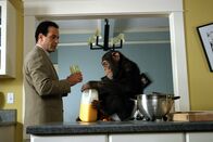 Monk – Es dauert, bis Adrian Monk (Tony Shalhoub, l.) mit seinem neuen Mitbewohner, einem Schimpansen, klarkommt ...