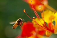 Tierisch alt! – Eine Biene in Arizona: In einem spannenden Experiment wird gezeigt, wie soziale Kontakte den Vergreisungsprozess im kleinen Gehirn der Bienen umkehren können.