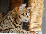 Der Katzenflüsterer – Sahara the cat looks forward while resting on a perch.