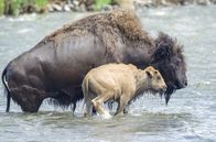 Yellowstone - Park der Extreme – Im Spätsommer überqueren die Bisons den Yellowstone River im Nationalpark mühelos.