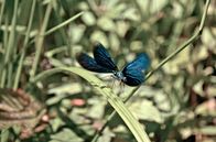 Wildes Belgien – Eine Blauflügel-Prachtlibelle genießt das sonnige Wetter.