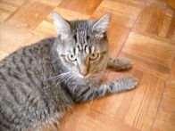 Der Katzenflüsterer – Olive the cat inside the house.