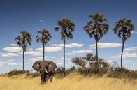 Okawango - Fluss der Träume – Elefanten folgen in Regionen mit permanenten Gewässern wie dem Okawango alten Wanderrouten.