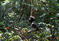 Terra X: Tabu - Verbotene Orte – Wilde Schweine, die Nahrungsgrundlage der Jarawa, werden seltener, seit immer mehr Wilderer in die Schutzgebiete eindringen.