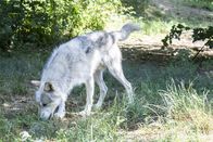 Hunde in den Bergen – Wolf