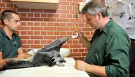 Zoo-Babies – Zoo Berlin Reviertierpfleger Thomas Messinger und Tierpfleger Steffen Ernst füttern die junge Ameisenbärin Evita.