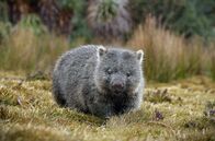Tasmaniens wundersame Tierwelt – Mit ihren Krallen graben Wombats ihren Bau in die Erde und formen so ganze Tunnelsysteme.