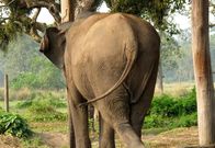 Straße der Achttausender – Elefant an der Grenze nach Indien