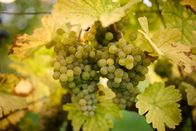 Winzerlegenden – Weiße Weintrauben des Weinguts F.X. Pichler