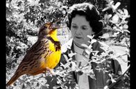 Rachel Carson - Die Mutter der Ökologie – In Zeiten der globalen Umweltzerstörung ist ihr Werk heute relevanter denn je: 1962 brachte die amerikanische Meeresbiologin Rachel Carson ihr Buch „Der stumme Frühling“ heraus und wurde damit zur Pionierin der amerikanischen und weltweiten Umweltbewegung.