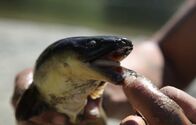 Zeb Hogans Monsterfische – In Ozeanien im Südpazifik macht sich Dr. Zeb Hogan auf die Suche nach Riesen-Aalen, um mehr über diese Raubfische zu erfahren ...