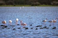 Reich an Wasser – Millionen von Zugvögeln rasten das ganze Jahr über im Nationalpark Coto de Doñana: An einem wichtigen Übergang zwischen Afrika und Europa finden sie in den Gewässern des Doñana Nahrung.