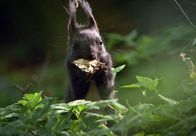 Mythos Wald – Frühes Frühjahr - Noch besitzt das Eichhörnchen sein Winterfell. In den nächsten Wochen wird es die charakteristischen langen Ohrpinsel verlieren und das stärker rot gefärbte Sommerfell annehmen.