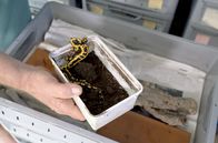 Mission Wildnis – Ein Salamander in einer Aufzuchtbox: Die Erhaltungszucht von Citizen Conservation bietet vielen stark bedrohten Amphibienarten eine Arche, damit sie Klimawandel, Umweltverschmutzung und Krankheiten überleben.