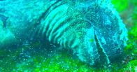 Big Pacific – Meerechsen auf den Galapagosinseln ernähren sich von Algen am Meeresboden.