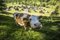 P.M. Wissen – Das Bild zeigt eine Kuh und die Egger Alm.