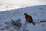 Wildes Chile – Torres del Paine, Chile - Ein verirrtes junges Puma-Männchen sitzt im Schnee und wartet darauf, dass seine Mutter ihn vor dem Schneesturm findet.
