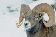 Tierisch alt! – Unter den Widdern der Dickhornschafe gibt es eine strenge Rangordnung: Die Größe der Hörner entscheidet!