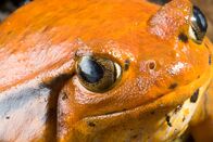 Die fabelhafte Welt der Frösche – Frosch.