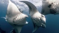 Planet der Liebe – Mantarochen jagen sich bei der Paarung gegenseitig.