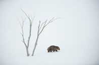 Sieben Kontinente - Ein Planet – Wombats gehören zu den wenigen Tieren Australiens, die oberhalb der Schneegrenze leben können.