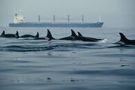 The Last Giants – The Last Giants - Wenn das Meer stirbt... (D 2009) Regie: Daniele Grieco Eine Orca-Familie auf Futterjagd in der Meerenge von Gibraltar.