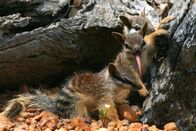 Mini-Monster - Australiens flauschige Räuber – Das Männchen der Gelbfuß-Beutelmaus hat es eilig: Es lebt nur ein Jahr lang und stirbt bald nach der Paarung mit einem Weibchen.