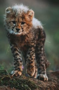 Tierkinder der Wildnis – Das ist Usana – für die junge Gepardin beginnt das Abenteuer des Lebens.