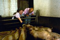 Löwenzahn Classics – Auf dem Bauernhof erhofft sich Peter (Peter Lustig) Informationen darüber, wie man Schweine artgerecht hält, denn er ist sich nicht sicher, ob sein Schwein Hildegard in seinem Garten auch alles hat, was es braucht.