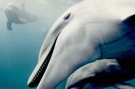 Tierisch high – Delfine konsumieren das Gift von Kugelfischen, um in einen rauschartigen Zustand zu verfallen.