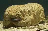 Das Große Barriere-Riff – Seegurke mit Eingeweidefisch, Großes Barriere Riff.