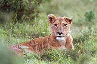 Wilde Dynastien – Während einer nächtlichen Jagd wird die Löwin Sienna, Charms einzige Jagdgehilfin, schwer verletzt. Wochenlang muss sie sich völlig alleine durchschlagen.
